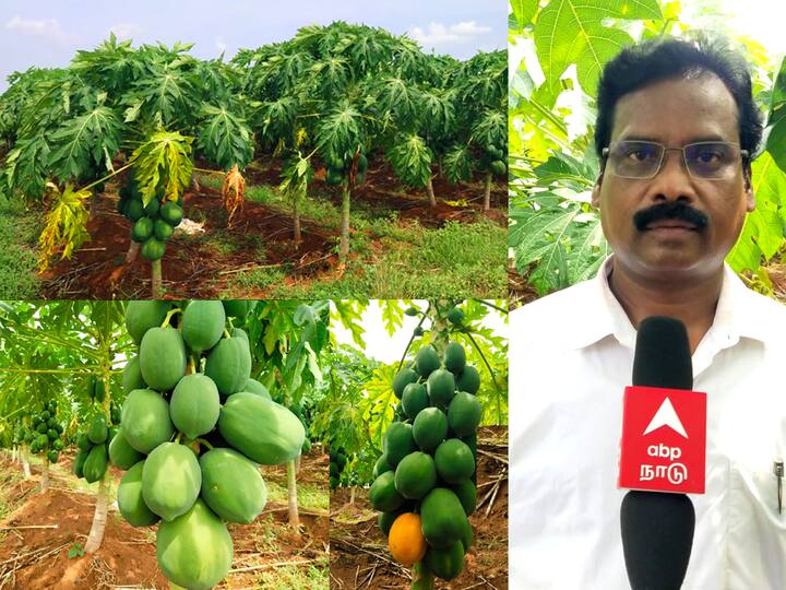Horticulture sector leading to profit in papaya cultivation in Villupuram district TNN Villupuram: புதிய முயற்சியில் தோட்டக்கலைத் துறை;  பப்பாளி சாகுபடியில் அதிக லாபம் ஈட்டலாம் - எப்படி தெரியுமா ?