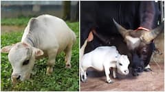 ये है दुनिया की सबसे छोटी गाय, पहली झलक में तो लगेगा जैसे कोई डॉगी हो! देखिए तस्वीरें...