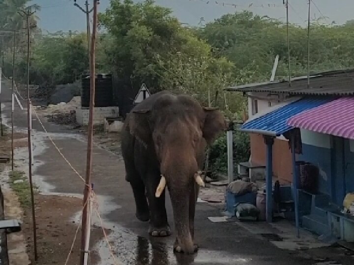 Bahubali Elephant : கோவை அருகே காயமடைந்த ’பாகுபலி’ காட்டு யானை ; சிகிச்சையளிக்க வனத்துறையினர் நடவடிக்கை