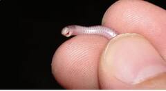 ਇਹ ਹਨ ਦੁਨੀਆ ਦੇ 5 ਸਭ ਤੋਂ ਛੋਟੇ ਸੱਪ, ਆਕਾਰ ਇੰਨਾ ਹੈ ਕਿ ਕਮੀਜ਼ ਦੀ ਜੇਬ 'ਚ 10-15 ਹੋ ਸਕਦੇ ਨੇ ਫਿੱਟ !