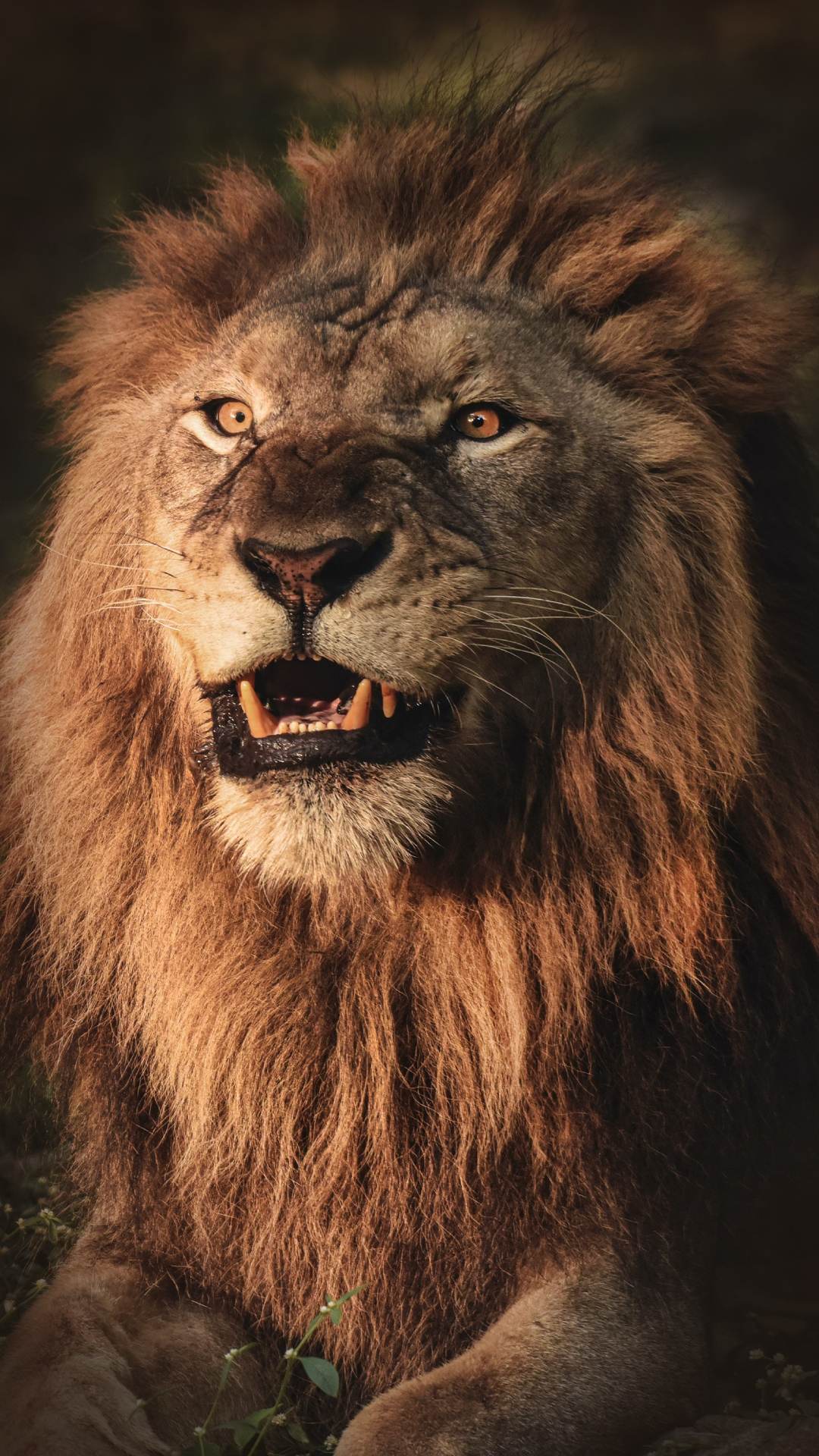 यह अपने शिकार के