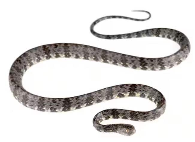 ਵੈਰੀਗੇਟਡ ਸਨੇਲ-ਈਟਰ ਮੱਧ ਅਤੇ ਦੱਖਣੀ ਅਮਰੀਕਾ ਵਿੱਚ ਪਾਇਆ ਜਾਣ ਵਾਲਾ ਇੱਕ ਛੋਟਾ ਸੱਪ ਹੈ। ਇਹ ਵੱਧ ਤੋਂ ਵੱਧ 5 ਇੰਚ ਲੰਬਾ ਹੈ। ਵੰਨ-ਸੁਵੰਨੇ ਖੱਡਾਂ ਵਿੱਚ ਰਹਿੰਦੇ ਹਨ ਅਤੇ ਘੋਗੇ ਖਾਂਦੇ ਹਨ। ਇਹ ਘੁੰਗਰਾਲੇ ਦੇ ਖੋਲ ਨੂੰ ਵਿੰਨ੍ਹਣ ਲਈ ਆਪਣੀ ਲੰਬੀ, ਪਤਲੀ ਥੁੱਕ ਦੀ ਵਰਤੋਂ ਕਰਦਾ ਹੈ।