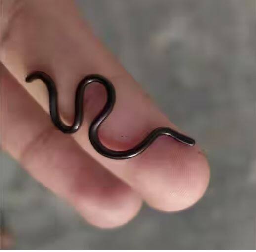 ਬ੍ਰਾਹਮਣੀ ਵੀ ਇੱਕ ਅੰਨ੍ਹਾ ਸੱਪ ਹੈ, ਜਿਸ ਦੀ ਵੱਧ ਤੋਂ ਵੱਧ ਲੰਬਾਈ 6 ਇੰਚ ਹੈ। ਇਹ ਅਫਰੀਕਾ, ਏਸ਼ੀਆ ਅਤੇ ਆਸਟ੍ਰੇਲੀਆ ਸਮੇਤ ਦੁਨੀਆ ਭਰ ਦੇ ਗਰਮ ਖੰਡੀ ਅਤੇ ਉਪ-ਉਪਖੰਡੀ ਖੇਤਰਾਂ ਵਿੱਚ ਪਾਇਆ ਜਾਂਦਾ ਹੈ। ਇਹ ਅੰਨ੍ਹਾ ਸੱਪ ਖੱਡਾਂ ਵਿੱਚ ਰਹਿੰਦਾ ਹੈ ਅਤੇ ਅਕਸਰ ਦੀਮਕ ਨਾਲ ਰਹਿੰਦਾ ਹੈ। ਇਹ ਦੀਮਕ ਅਤੇ ਉਨ੍ਹਾਂ ਦੇ ਅੰਡੇ ਖਾਂਦਾ ਹੈ।