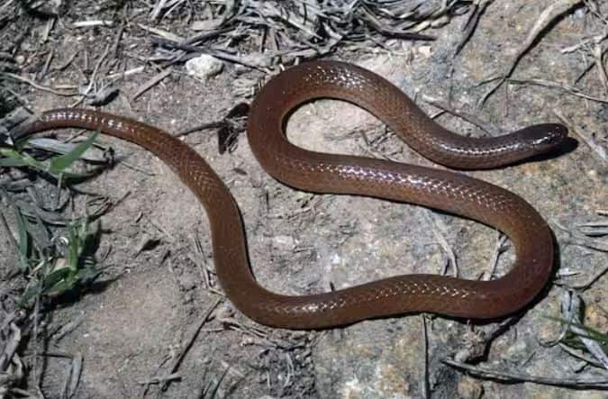 ਇਹ ਫਲੈਟ ਸਿਰ ਵਾਲਾ ਸੱਪ ਆਸਟ੍ਰੇਲੀਆ ਵਿੱਚ ਪਾਇਆ ਜਾਂਦਾ ਹੈ। ਇਹ 4 ਇੰਚ ਦੀ ਅਧਿਕਤਮ ਲੰਬਾਈ ਤੱਕ ਪਹੁੰਚਦਾ ਹੈ। ਇਹ ਸੱਪ ਖੱਡਾਂ ਵਿੱਚ ਰਹਿੰਦਾ ਹੈ ਅਤੇ ਅਕਸਰ ਰੇਤਲੀ ਮਿੱਟੀ ਵਿੱਚ ਪਾਇਆ ਜਾਂਦਾ ਹੈ। ਇਹ ਕੀੜੀਆਂ ਅਤੇ ਦੀਮਕਾਂ ਨੂੰ ਖਾਂਦਾ ਹੈ।