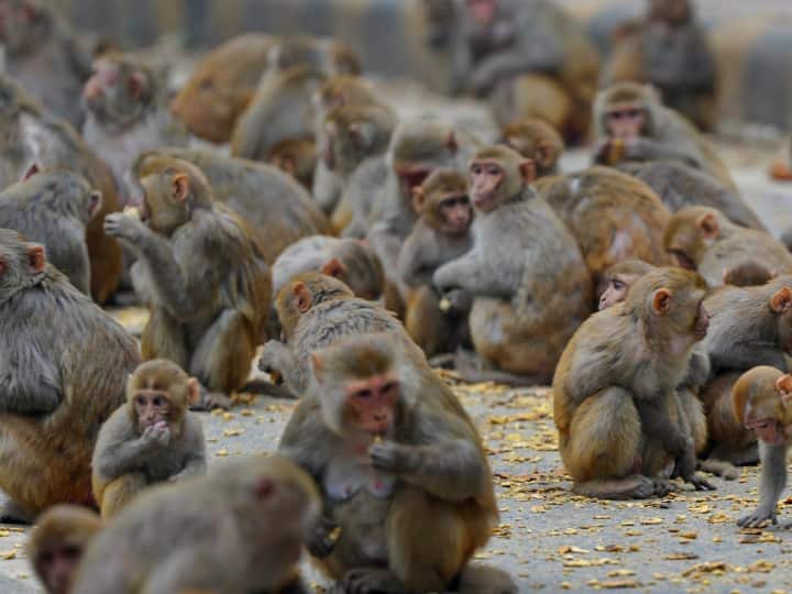 Delhi MCD Exciting Offer! 1800 rupees will be given for catching  monkey notification issued Delhi Jobs: एमसीडी एक्साइटिंग ऑफर! एक बंदर पकड़ने के बदले मिलेंगे 1800 रुपये, जारी हुआ नोटिफिकेशन
