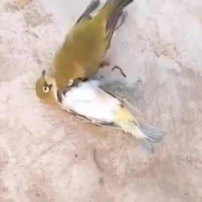 Viral Video: True love, shocked by the death of one's partner, a bird breaks its breath Viral Video: સાચો પ્રેમ, પોતાના જીવનસાથીના મોતનો લાગ્યો આઘાત, પક્ષીએ તોડ્યો દમ