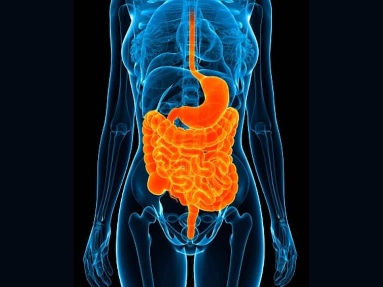The Importance Of Maintaining A Healthy Digestive System Know The Importance Of Maintaining A Healthy Digestive System