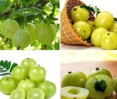 Soaked Amla Benefits : बहुगुणी आवळा ! रोजच्या आहारात करा आवळ्याचा समावेश