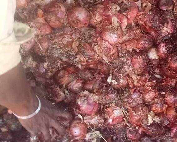 Onion : चाळीत ठेवलेला कांदा लागला सडू, शेतकरी चिंतेत