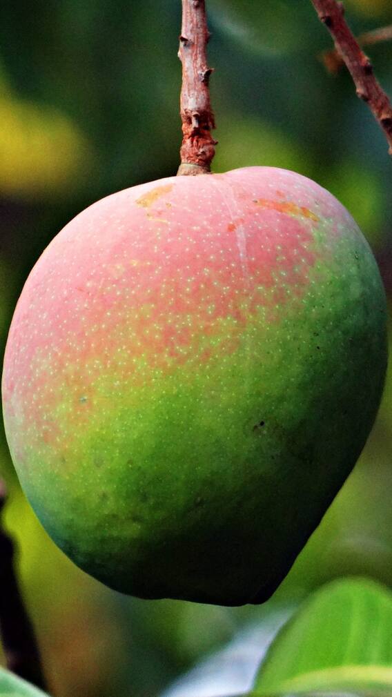 ਇਹ ਹਨ ਦੁਨੀਆ ਦੇ ਸਭ ਤੋਂ ਮਹਿੰਗੇ ਅੰਬ