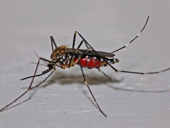 Dengue Situation Worsened In Delhi As Case Count Reaches Highest In Last 5 Years Dengue Situation:৫ বছরে সর্বোচ্চ ডেঙ্গি-আক্রান্ত দিল্লিতে, শিয়রে শমন রাজধানীর