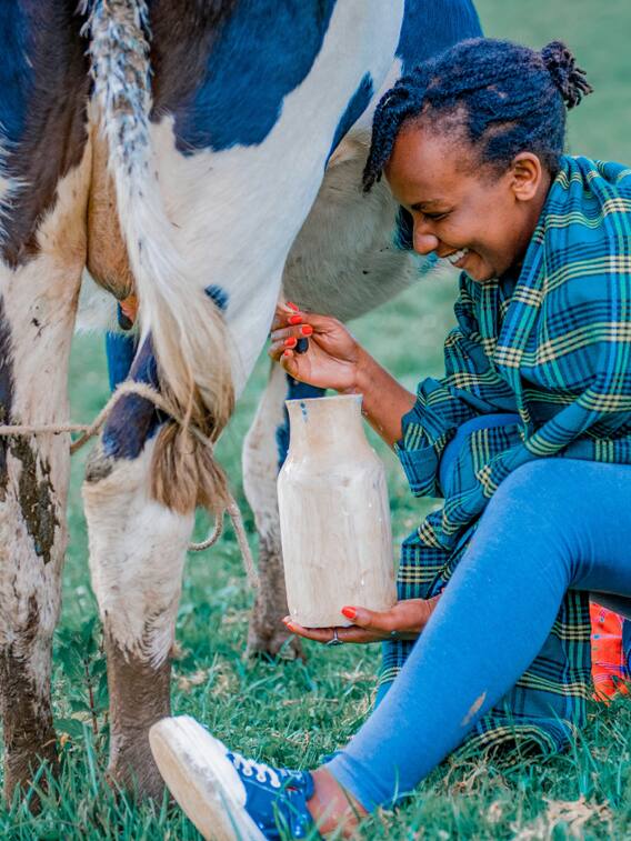 ये नुस्खा आजमाएं, गाय का दूध बढ़ाएं