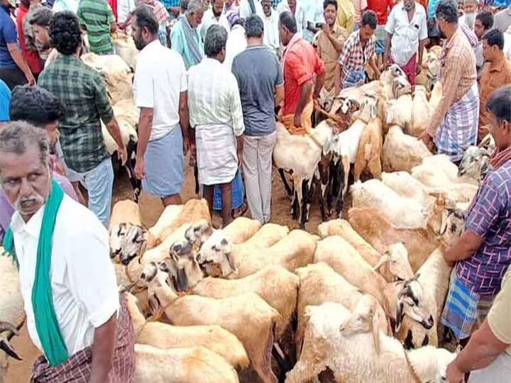Dindigul: Bakrit festival, sales of Rs 2½ crores took place in Ayyalur market in one day only TNN Dindigul: பக்ரீத் பண்டிகை எதிரொலி; அய்யலூர் சந்தையில் ஒரே நாளில் மட்டும் ரூ.2½ கோடிக்கு ஆடுகள் விற்பனை