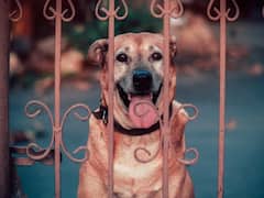 कुत्तों को घर में बंद करके कनाडा चला गया मालिक, 6 महीने तक भूख-प्यास से तड़पते रहे, रुला देगा ये VIDEO