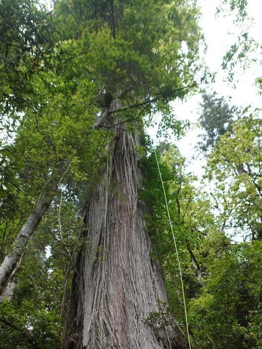 स्टैच्यू ऑफ लिबर्टी से भी ऊंचा है ये पेड़