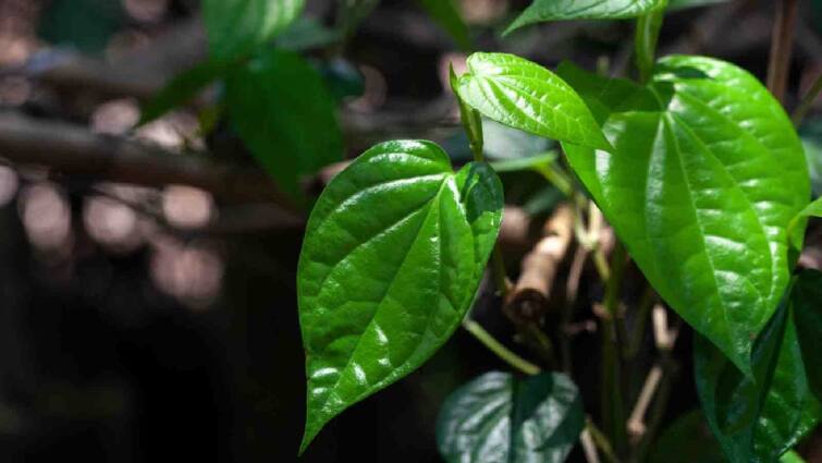 Acidity to bloating betel leaf water benefits in Gujarati Health :સ્વાસ્થ્યલક્ષી ગુણોનો ખજાનો છે નાગરવેલનું પાન, આ 3 બીમારીનો રામબાણ ઇલાજ