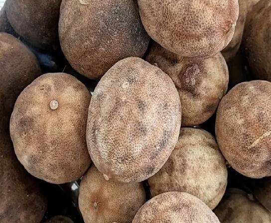 Dried Lemons Use Tips In Summer: ਗਰਮੀਆਂ ਦੇ ਮੌਸਮ ਵਿੱਚ ਨਿੰਬੂ ਬਹੁਤ ਫਾਇਦੇਮੰਦ ਹੁੰਦੇ ਹਨ। ਨਿੰਬੂ ਪਾਣੀ ਬਣਾ ਕੇ ਪੀਣ ਤੋਂ ਇਲਾਵਾ ਇਸ ਤੋਂ ਕਈ ਡਰਿੰਕਸ ਅਤੇ ਜੂਸ ਵੀ ਬਣਾਏ ਜਾਂਦੇ ਹਨ। ਇਸ ਦੀ ਵਰਤੋਂ ਭੋਜਨ ਵਿੱਚ ਵੀ ਕੀਤੀ ਜਾਂਦੀ ਹੈ। ਪਰ, ਜਦੋਂ ਇਹ ਸੁੱਕ ਜਾਂਦਾ ਹੈ, ਇਸ ਨੂੰ ਸੁੱਟ ਦਿੱਤਾ ਜਾਂਦਾ ਹੈ। ਅਜਿਹੀ ਸਥਿਤੀ ਵਿੱਚ, ਅੱਜ ਤੁਹਾਨੂੰ ਸੁੱਕੇ ਨਿੰਬੂ ਦੇ 5 ਉਪਯੋਗ ਜਾਣ ਲੈਣੇ ਚਾਹੀਦੇ ਹਨ, ਜਿਸ ਨਾਲ ਤੁਸੀਂ ਇਸ ਨੂੰ ਦੁਬਾਰਾ ਨਹੀਂ ਸੁੱਟੋਗੇ।