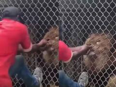 Viral Video: ਗੁੱਸੇ ਵਿੱਚ ਆਏ ਸ਼ੇਰ ਨਾਲ ਪੰਗਾ ਲੈਣ ਦੀ ਕੋਸ਼ਿਸ਼ ਪਈ ਭਾਰੀ, ਇੱਕ ਝਟਕੇ ਵਿੱਚ ਹੀ ਚੱਬ ਲਿਆ ਹੱਥ – ਵੀਡੀਓ