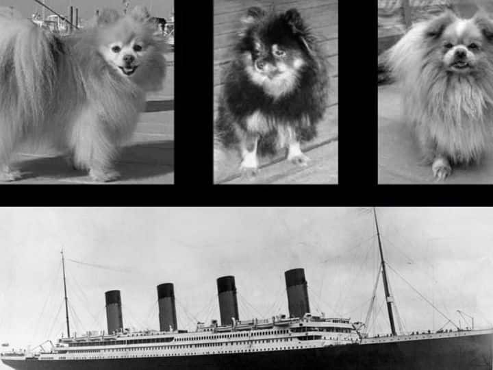 Titanic hindi 12 dogs in Titanic along with humans know what happened to them इंसानों के साथ टाइटैनिक में 12 कुत्ते भी थे, जानिए उनके साथ क्या हुआ था?