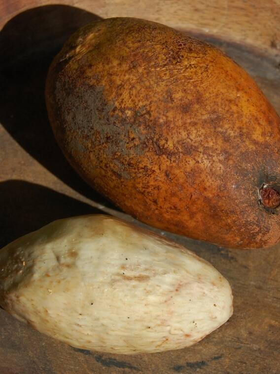 कभी देखा है सफेद आम? जानें कहां मिलता है