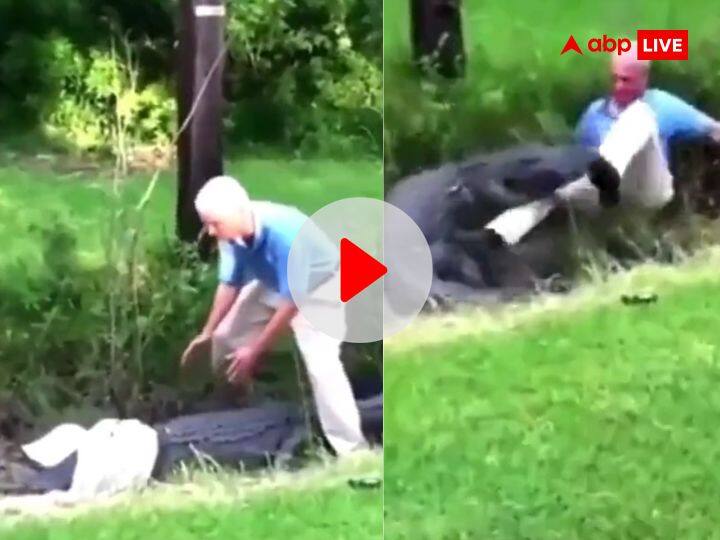 Viral Video: मगरमच्छ के सिर पर कपड़ा डालकर पकड़ना पड़ा भारी, वीडियो में देखिए कैसे बचा शख्स Man rescue crocodile by putting cloth on head get attacked see viral video Viral Video: मगरमच्छ के सिर पर कपड़ा डालकर पकड़ना पड़ा भारी, वीडियो में देखिए कैसे बचा शख्स
