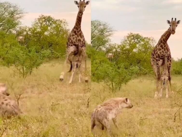 Viral Video: Mother Giraffe Chases Hyena To Protect Her Calf Viral Video: నా బిడ్డ జోలికి వస్తే తొక్కి పెట్టి నార తీస్తా- హైనాకు తల్లి జిరాఫీ వార్నింగ్, వైరల్‌గా మారిన వీడియో
