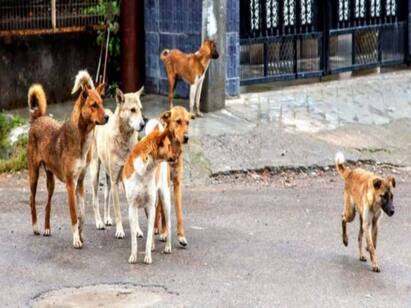 Kerala govt to use legal provisions to cull dangerous stray dogs Kerala Stray Dogs : தொல்லை தரும் தெரு நாய்கள்... கருணைக் கொலை தயாராகும் கேரள அரசு... நடந்தது என்ன?