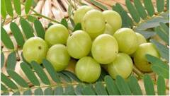 Soaked Amla Benefits : बहुगुणी आवळा ! रोजच्या आहारात करा आवळ्याचा समावेश