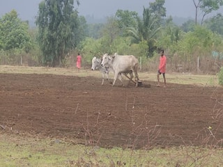 Agriculture News : वर्ध्यात शेतकऱ्यांवर दुबार पेरणीचे संकट, बळीराजा पावसाच्या प्रतीक्षेत 