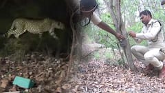 బాలుడిపై చిరుతపులి దాడి తర్వాత తీసుకున్న చర్యలేంటి..?