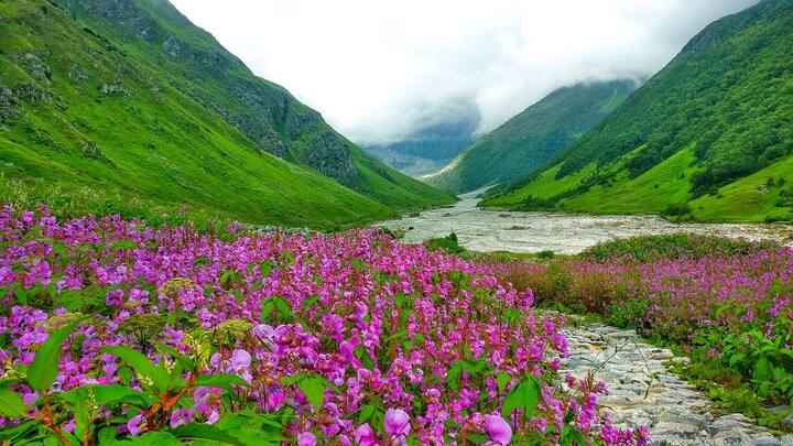 वैली ऑफ फ्लावर, उत्तराखंड: Valley of Flowers यूनेस्को में विश्व धरोहर है जहां अल्पाइन फूल पाए जाते हैं. यहां घूमने के लिए मानसून सबसे अच्छा समय है जब घाटी पूरी तरह खिल जाती है और रंगों की खूबसूरत छटा बिखेरती है.