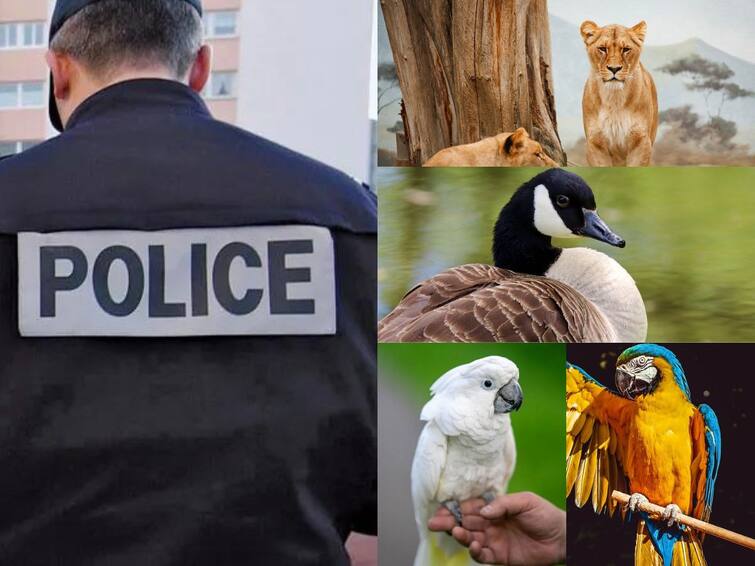 Helpful Animals Besides Dogs That Have Assisted the Cops Animal Assistance: కుక్కలే కాదు ఈ జంతువులన్నీ పోలీసులకు సాయం చేస్తుంటాయి, అవేంటో తెలుసా?