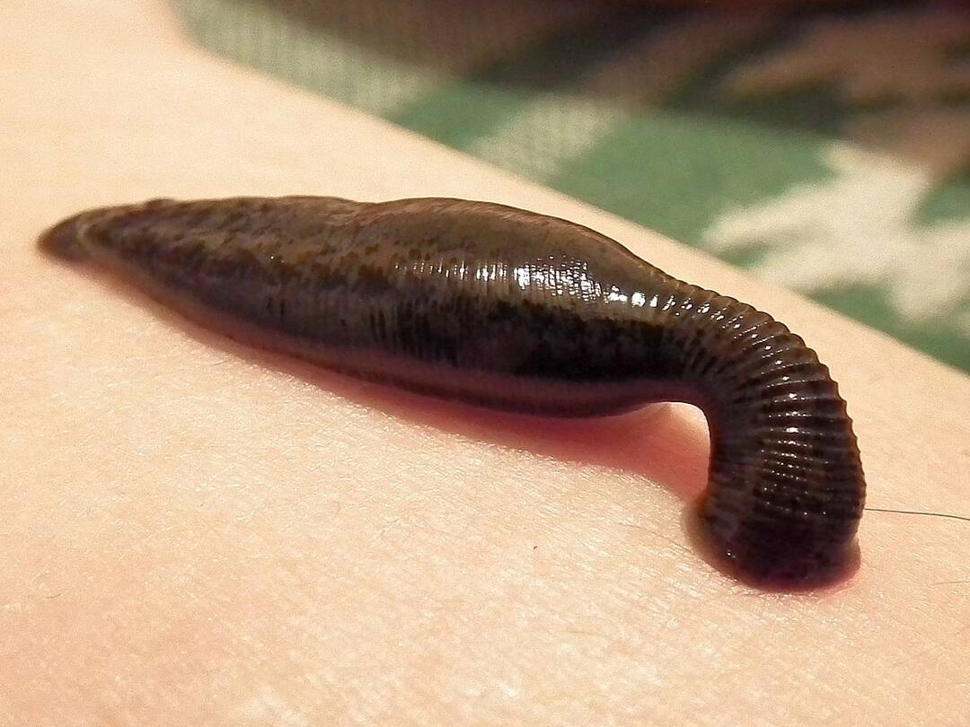 leech dies when pouring salt on it, know here why Leech: జ‌ల‌గ మీద ఉప్పు వేస్తే చ‌నిపోతుంది! ఎందుకో తెలుసా?