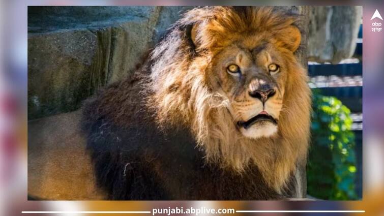 lion-do-not-mess-with-these-dangerous-animals-even-by-mistake-video-goes-vira ਗਲਤੀ ਨਾਲ ਵੀ ਇਨ੍ਹਾਂ ਖਤਰਨਾਕ ਜਾਨਵਰਾਂ ਨਾਲ ਪੰਗਾ ਨਹੀਂ ਲੈਂਦਾ 'ਜੰਗਲ ਦਾ ਰਾਜਾ' ਸ਼ੇਰ, ਦੇਖਦੇ ਹੀ ਬਦਲ ਲੈਂਦਾ ਹੈ ਆਪਣਾ ਰਸਤਾ...ਤੁਸੀਂ ਦੇਖੋ ਇਹ ਮਜ਼ੇਦਾਰ ਵੀਡੀਓ