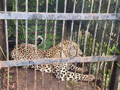 Tiger Caught at Tirumala | మూడేళ్ల బాలుడిపై దాడి చేసిన చిరుతను పట్టుకున్న అధికారులు | ABP Desam