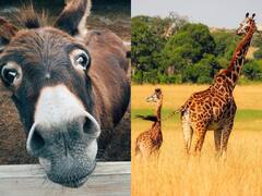 9 महीने से कहीं ज्यादा समय तक बच्चे को गर्भ में रखते हैं ये जीव, एक तो तीन साल बाद देता जन्म