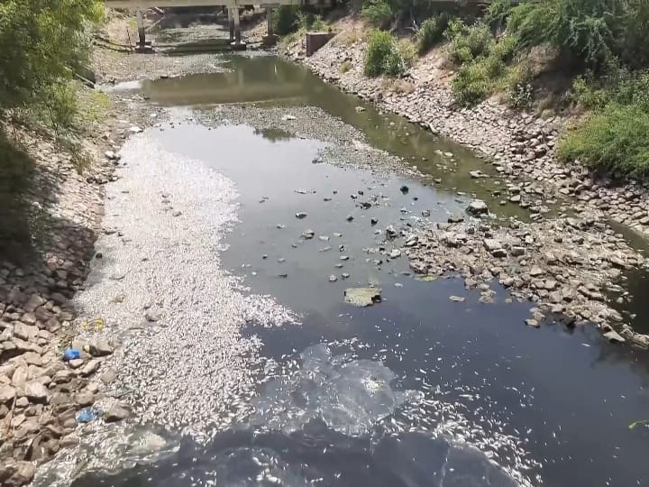 மணல் மேடாக காட்சியளிக்கும் ஸ்ரீவைகுண்டம் அணை- தண்ணீர் இல்லாததால் செத்து மிதக்கும் மீன்கள்