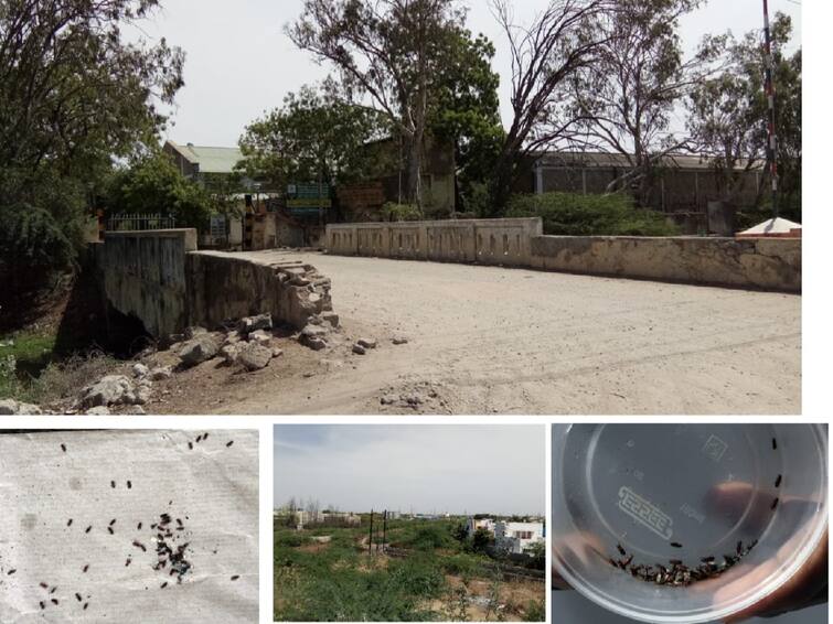 Weevils from Food Corporation of India godown - impact on residents இந்திய உணவுக்கழக குடோனில் இருந்து வெளியேறும் இம்சை வண்டுகள்.. குடியிருப்புகளுக்குள் புகுந்து அட்டகாசம்!