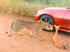 मजे से BMW कार को देख रहा था इंपाला, तभी चीता ने झपट्टा मारकर पकड़ ली गर्दन, देखें खौफनाक Video