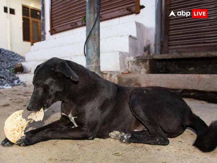 शनिवार के दिन शनि मंदिर जाकर कुत्तों की सेवा करें, ऐसा करने से शनिदेव की विशेष कृपा प्राप्त होती है. जानवरों की सेवा करें, जानवरों को कुछ खिलाएं.