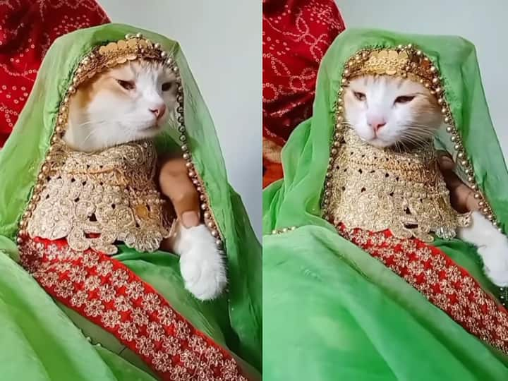 Bridal makeup of cat goes viral on social media watch video दुल्हन की तरह सजी बिल्ली, विदाई के वक्त आंखों से छलक आए आंसू, Video देखकर नहीं रोक पाएंगे हंसी