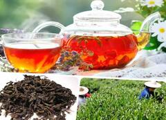 Most Expensive Tea: ਇਹ ਹੈ ਦੁਨੀਆ ਦੀ ਸਭ ਤੋਂ ਮਹਿੰਗੀ ਚਾਹ, ਇੱਕ ਕਿਲੋ ਦੀ ਕੀਮਤ ਜਾਣ ਕੇ ਹੋ ਜਾਓਗੇ ਹੈਰਾਨ