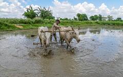 West Bengal Weather : বাড়বে বৃষ্টিপাতের পরিমাণ, বাজ পড়ার আশঙ্কা, নিচু এলাকা প্লাবিত হওয়ার আশঙ্কা