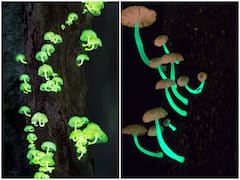 Mushrooms: మెరుస్తున్న పుట్టగొడుగులను చూడాలంటే అక్కడికి వెళ్లాల్సిందే, మన దేశంలోనే ఉంది ఈ ప్రదేశం