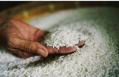 Agriculture News : गहू आणि तांदळाचे ई-लिलाव होणार, FCI च्या अध्यक्षांची माहिती