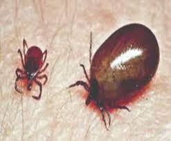 স্ক্রাব টাইফাসে আক্রান্ত ? কীভাবে বুঝবেন ?