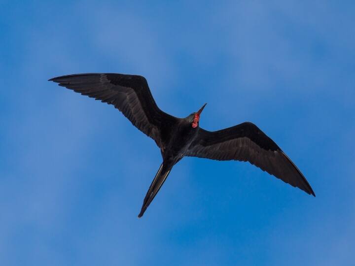 ग्रेट फ्रीगेटबर्ड (great frigatebird)भी कम सोती है. इनकी खास और हैरानी करने वाली बात यह है कि ये लगातार दो महीनों तक उड़ती रह सकती हैं.