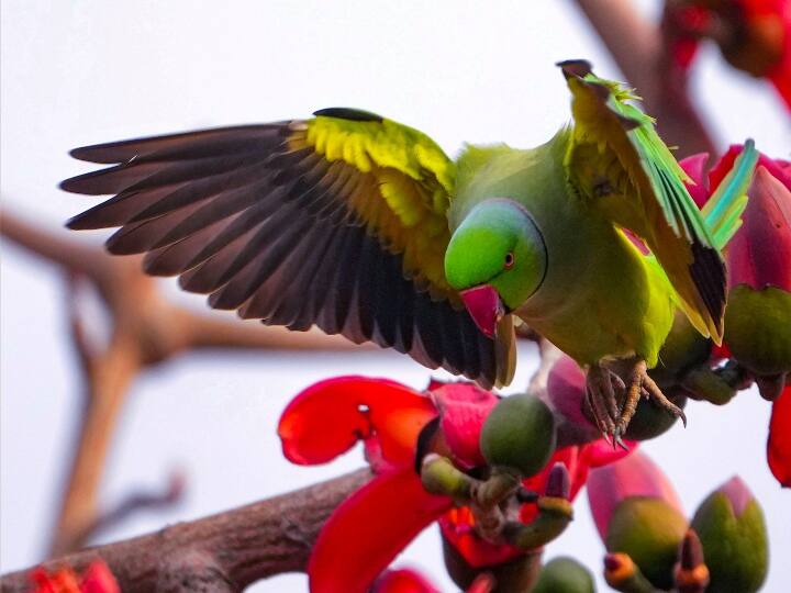 Banned turtles and parrots found at pet shop in Delhi Shastri Park area shopkeeper absconded Delhi News: पालतू जानवरों की दुकान पर मिले बिक्री प्रतिबंधित कछुए व तोते, छापे के दौरान दुकानदार फरार