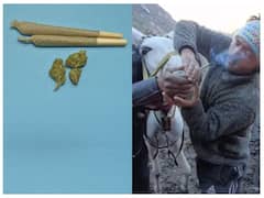 गांजा ऐसे करता है दिमाग पर असर, जानिए क्या इससे गधे-घोड़े जैसे जानवरों को भी नशा होता है?