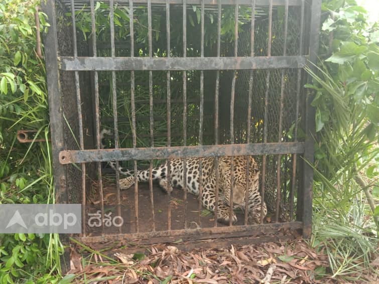 TTD officials are intensifying their efforts to capture the mother leopard in Tirumala తిరుమలలో ఇంకా వీడని చిరుత భయం - తల్లిని బంధించేందుకు ప్రయత్నాలు ముమ్మరం